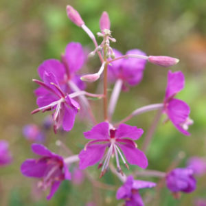 RosmarinWeidenröschen Blüte pink Epilobium dodonaei Galerie Album