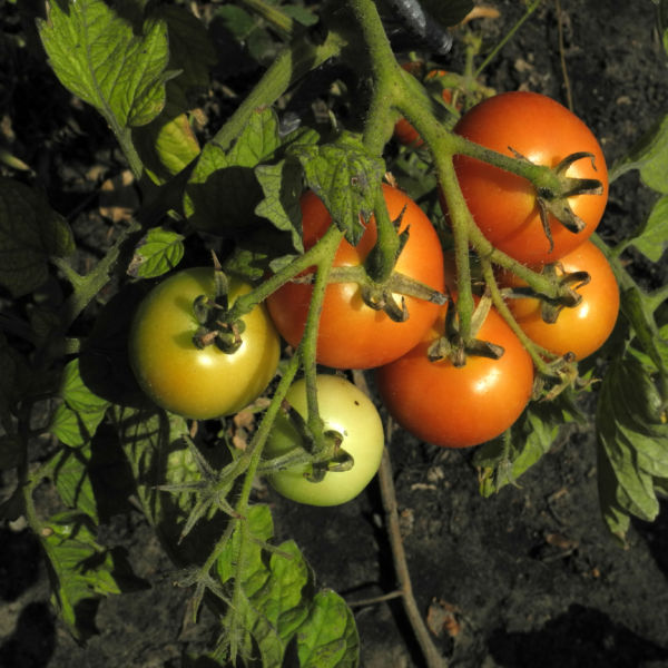 Tomate Blatt grün Blüte gelb Solanum lycopersicum Galerie Album Bilder
