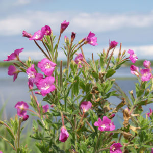 RosmarinWeidenröschen Blüte pink Epilobium dodonaei Galerie Album
